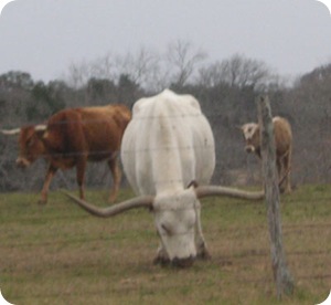 cow-eating