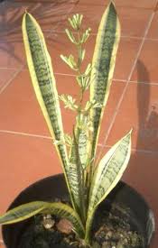 jual tanaman hias lidah mertua ( sansevieria ) ~ sinox nursery