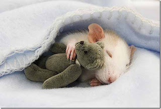 Tikus Lucu tidur dengan Boneka