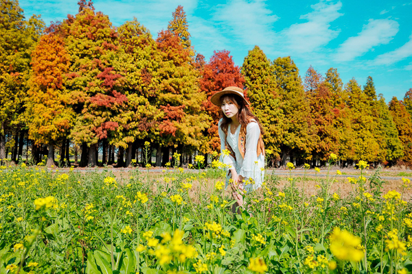 彰化大村落羽松森林(聯吉園藝落羽松)搭配油菜花海令人賞心悅目