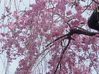 上空を見上げればピンクの桜が降る！