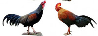 Ciri khas dari ayam jantan dan betina (Ayam Hutan)