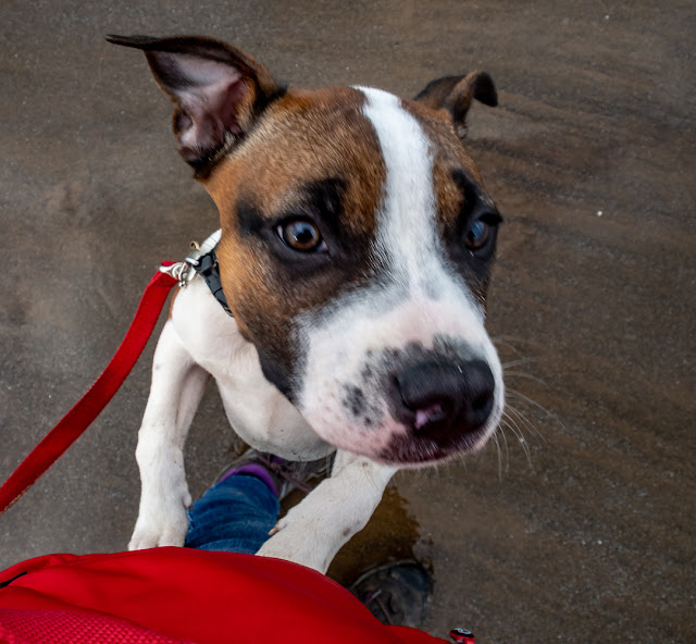 Photo of Ruby on one of her beach walks with me