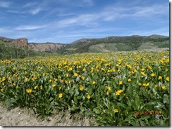 18 Jarbidge Mtn Flowers