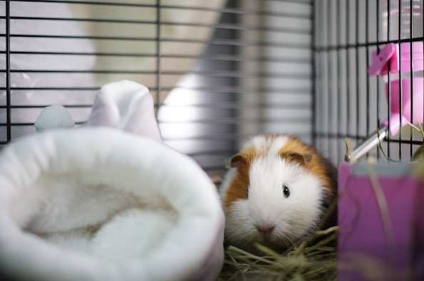 guinea pig toys