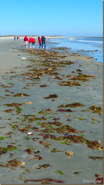 Beach Debris North beach_037