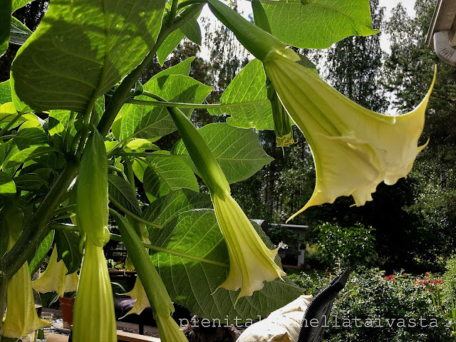 Pasuunakukka, brugmansia, enkelinpasuuna