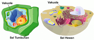 Vakuola (Rongga Sel)