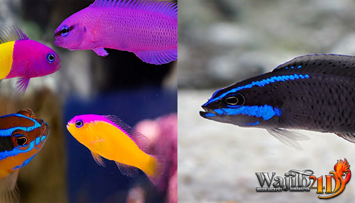 Mengenal Lebih Dalam Tentang Ikan Dottyback