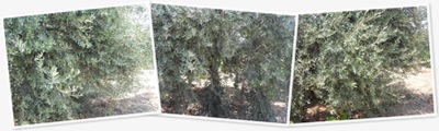 zeytin albümünü görüntüle