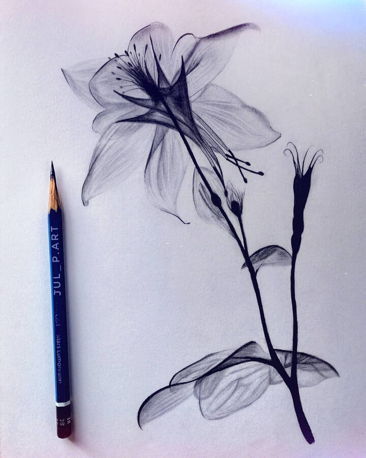 03-X-ray-flower-drawing-2-Yulia-www-designstack-co