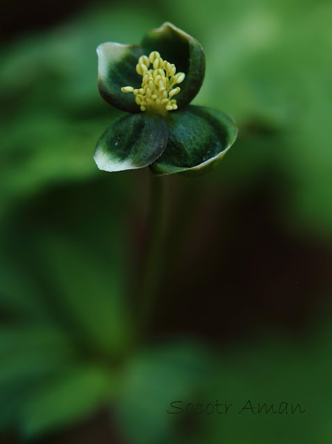 Anemone flaccida