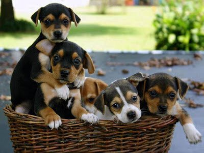 cachorritos en una cesta