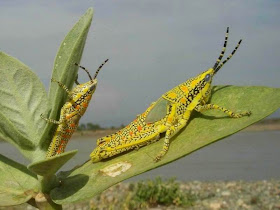 Painted Grasshopper