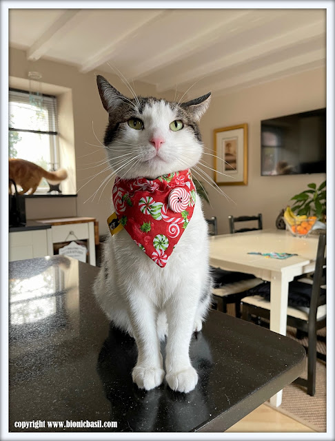 The BBHQ Midweek News Round-Up ©BionicBasil® Melvyn's Modelling The Next Top Bandana Pick Candy Canes