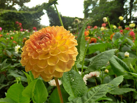 Dahlia at Lost Gardens of Heligan