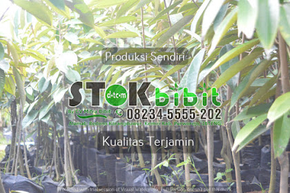 JUAL BIBIT JERUK RED PAMELO Mekar Bibit Distributor Penyuplai Bibit Tanaman Buah Yang Berkualitas Unggul |  bibit jeruk kimkit - harga bibit jeruk nipis okulasi