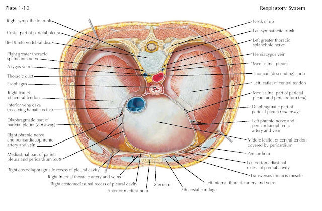 Diaphragm (Viewed From Above)