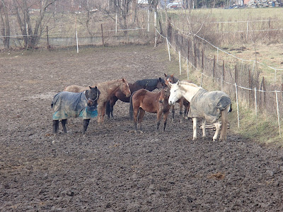 konie, jazda konna, konie na wybiegu