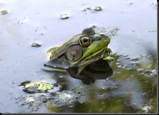 Frog