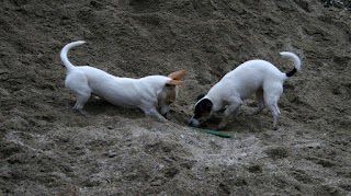 Playing in the sandpit with a chunk of wood