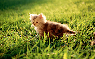 Jong katje in het gras