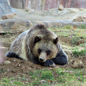 The Memphis Zoo Review - Grizzly Bear Photo by Cynthia Sylvestermouse