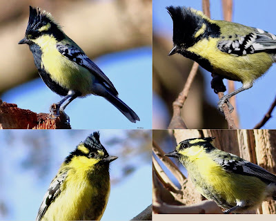 Indian Yellow Tit - collage