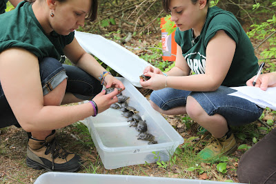 Students and turtles 