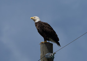 Bald Eagle - Joe Overstreet Road, Florida