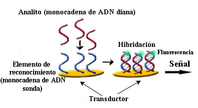 Biosensor de reconocimiento de ADN