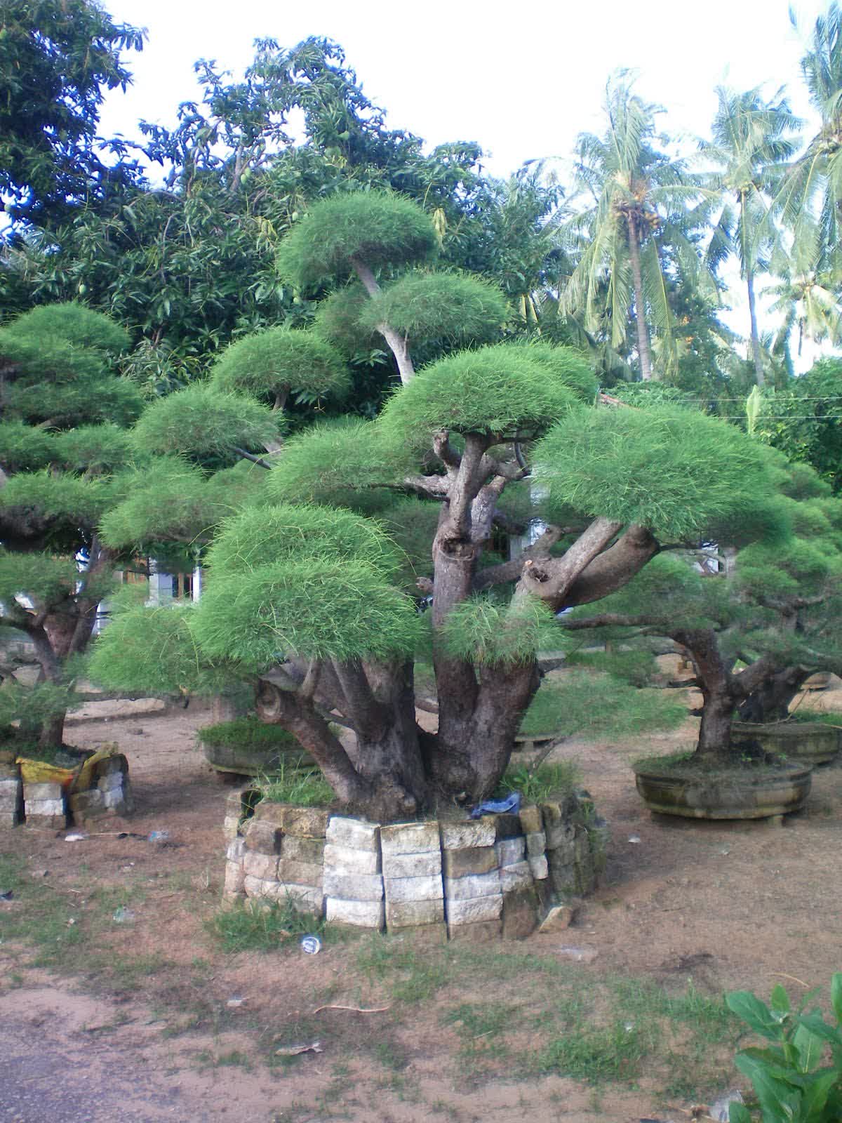 Bonsai Cemara Udang