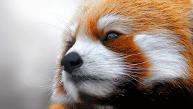 40 Adorable red panda pictures (40 pics), close up picture of red panda