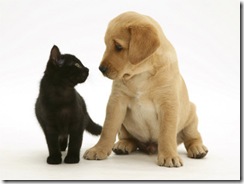 1140677~Black-Domestic-Kitten-Felis-Catus-and-Labrador-Puppy-Canis-Familiaris-Looking-at-Each-Other-Posters