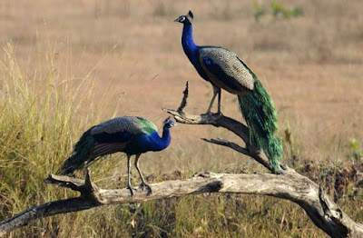 Kanha national Park