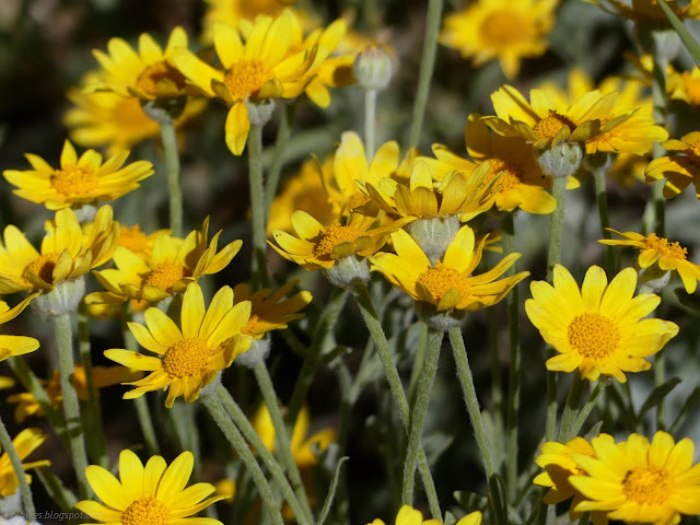 005: yellow flowers with woolly grey stems