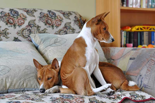 Two Basenjis on a sofa looking squashed together