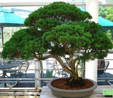 Cara Membuat Bonsai Cemara