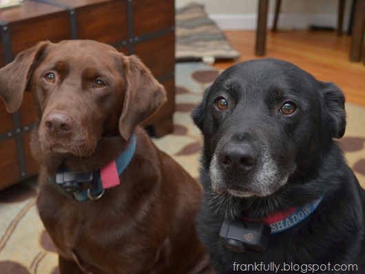 dogs!