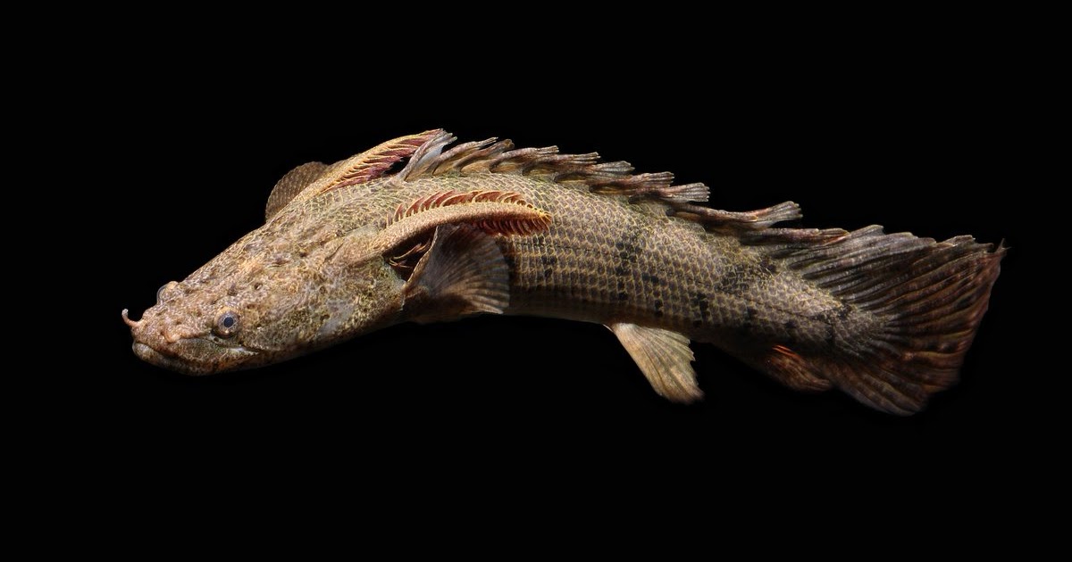 13 Jenis Ikan  Hias Palmas  Si Ikan  Naga Predator Perenang 
