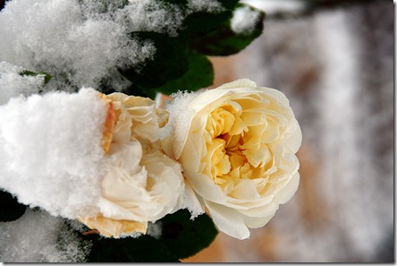 DSC_5172_2-or