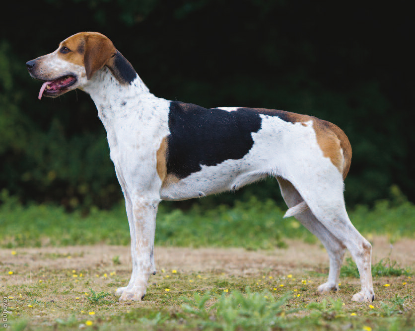 About Dog English Foxhound