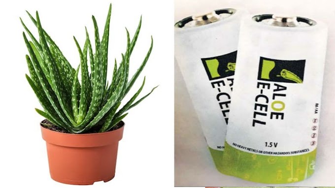 Battery made using Aloe Vera Plants