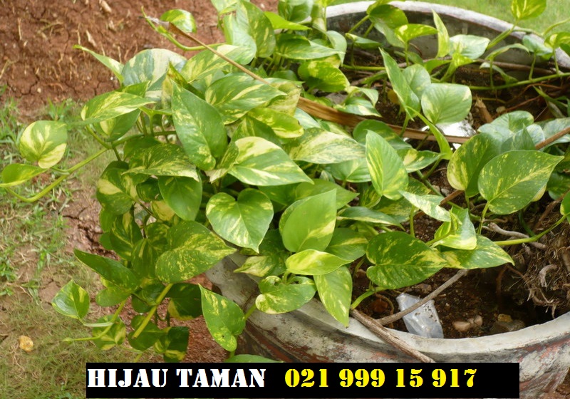 JUAL POHON RAMBAT LEE KUAN YEW DOLLAR MANDEVILLA 