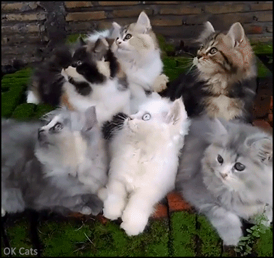 Cute Kitten GIF • Aww bunch of fluff balls bobbing their heads in purrfect sync [ok-cats.com]