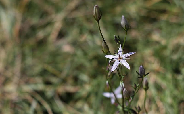 Marsh Felwort Flowers