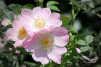 wild-rose-bush-rose-blossom-bloom