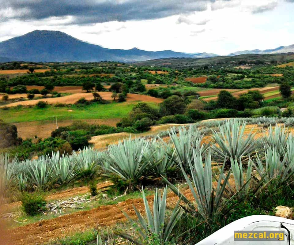 Paisaje de maguey Espadín en la localidad de La Compañía, Oaxaca. Ejutla,Oaxaca,Espadín,Agave angustifolia,Maguey,La Compañía