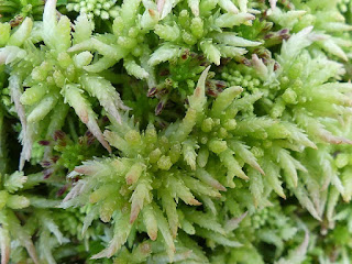 Sphaignes de la côte nord du fleuve Saint Laurent - Sphagnum sp.