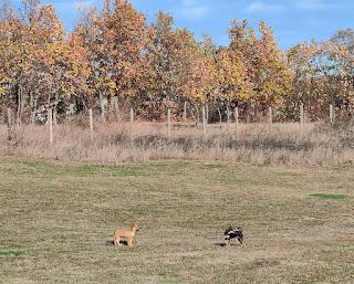 Two puppies having fun on the top bank